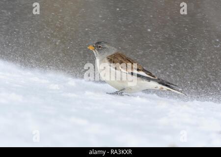 Bianco-winged snowfinch (Montifringilla nivalis), durante la tempesta di neve, Vallese, Svizzera Foto Stock