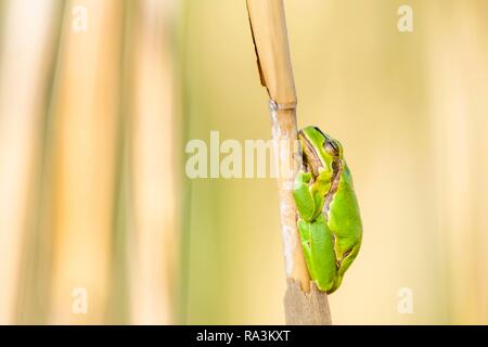 Raganella (Hyla arborea) si siede sul pettine, lago di Neusiedl, Seewinkel, Burgenland, Austria Foto Stock