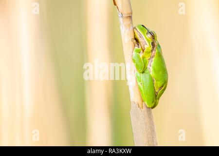 Raganella (Hyla arborea) si siede sul pettine, lago di Neusiedl, Seewinkel, Burgenland, Austria Foto Stock