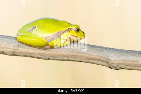 Raganella (Hyla arborea) si siede su un ramo, il lago di Neusiedl, Seewinkel, Burgenland, Austria Foto Stock