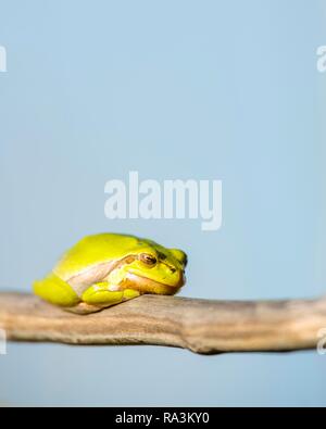 Raganella (Hyla arborea) si siede su un ramo, il lago di Neusiedl, Seewinkel, Burgenland, Austria Foto Stock