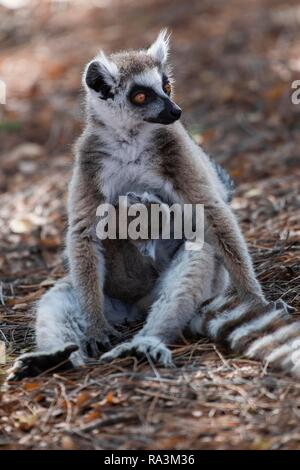 Anello-tailed lemur (Lemur catta), madre di allattamento animale giovane animale, Berenty riserva naturale, regione di Androy, Madagascar Foto Stock