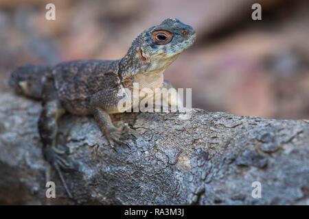 Collare lucertola iguanid (Oplurus cuvieri), Kirindy, Madagascar Foto Stock