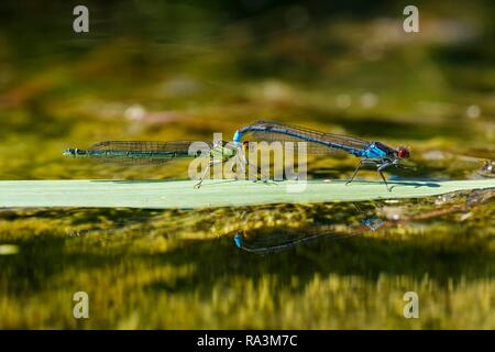 Red-eyed Damselfly (Erythromma najas), coppia coniugata sulla lama di erba in acqua, Baviera, Germania Foto Stock