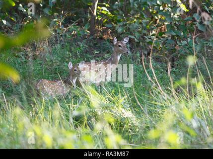 Chitals (asse asse), diga con animale giovane, Chitwan il parco nazionale, Terai lowlands, Nepal Foto Stock