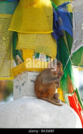 Macaco Rhesus (macaca mulatta), gattino su uno stupa, Swayambhunath temple, Kathmandu, Nepal Foto Stock