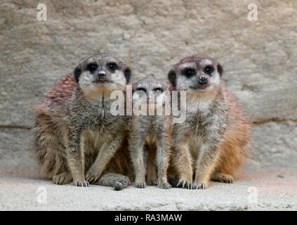 Meerkat (Suricata suricatta), tre gattini 28 e 10 settimane, captive, Germania Foto Stock