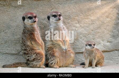 Meerkat (Suricata suricatta), due adulti e un giovane di dieci settimane, captive, Germania Foto Stock