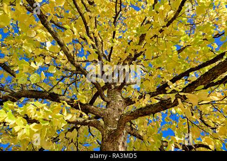 Bagno turco nocciolo (Corylus colurna), treetop giallo con foglie di autunno nella parte anteriore del cielo blu, Nord Reno-Westfalia, Germania Foto Stock