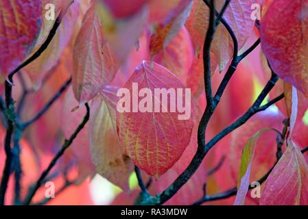 Sanguinella (Cornus sanguinea), ramoscelli rosso con foglie di autunno, Nord Reno-Westfalia, Germania Foto Stock