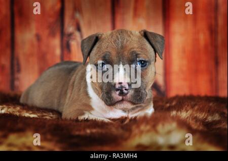 American Staffordshire Terrier, cucciolo 4 settimane, rosso-bianco, giace sulla coperta di pelliccia, Austria Foto Stock