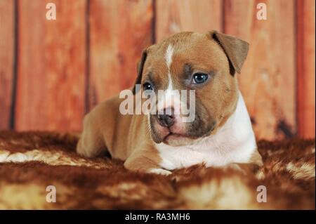 American Staffordshire Terrier, cucciolo 4 settimane, rosso-bianco, giace sulla coperta di pelliccia, Austria Foto Stock