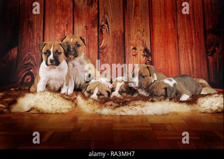 American Staffordshire Terrier, gruppo di cuccioli 4 settimane, rosso-bianco, giacente sulla coperta di pelliccia, Austria Foto Stock