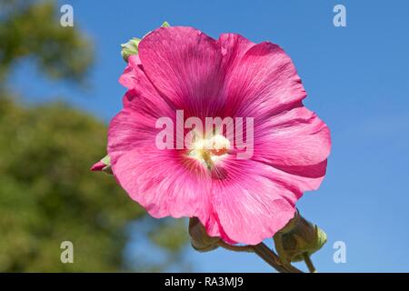 Fioritura rosa hollyhock comune (Alcea rosea), Meclemburgo-Pomerania, Germania Foto Stock