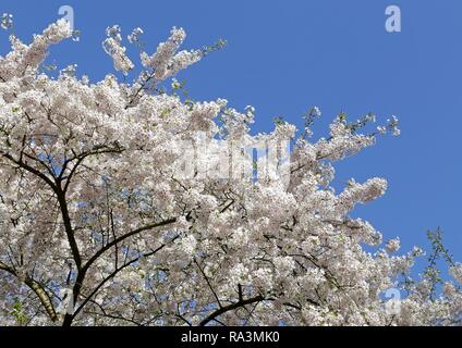 Fioritura ciliegio (Prunus sp.) tree, Germania Foto Stock