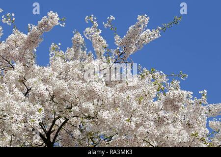 Fioritura ciliegio (Prunus sp.) tree, Germania Foto Stock