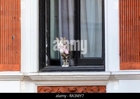 Gatto del fondatore di WikiLeaks Julian Assange guarda fuori dalla finestra dell'Ambasciata ecuadoriana, Kensington, London, Regno Unito Foto Stock