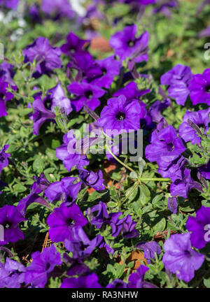 Luminose, piuttosto viola nelle petunie crescendo in un letto di fiori Foto Stock