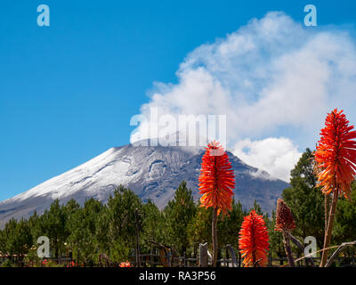 Torcia lily fiori in primo piano con il vulcano Popocatepetl in background, Itza-Popo National Park, Messico Foto Stock