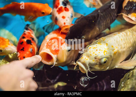 Pesci multicolori carp sulla superficie dell'acqua Foto Stock