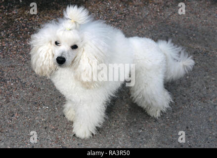 Ritratto di mia giovane bianco barboncino in miniatura. Questo cane è super cute, pelliccia e soffice amico con il pelo bianco, nero il naso e gli occhi neri. Foto Stock