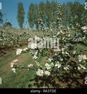 An apple orchard (Malus communis) in a natural setting in full bloom in spring, Devon Foto Stock