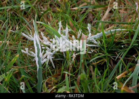 Cane malato slime stampo, Muscilago crostacei, su pascoli, presto il caldo umido inverno mattina, Berkshire, Dicembre Foto Stock