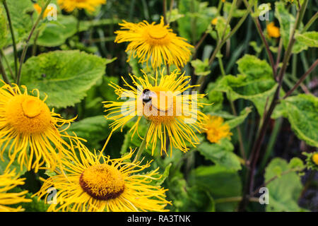 Bumblebee raccoglie il nettare da un fiore giallo Foto Stock