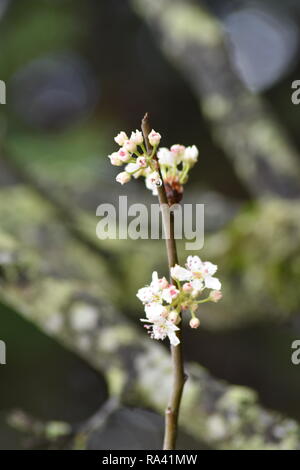 Bianco Dogwwood fioritura Foto Stock