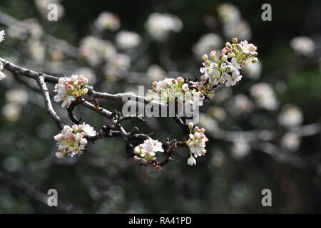 Bianco Dogwwood fioritura Foto Stock