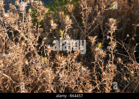 Carthamus lanatus impianti a secco Foto Stock