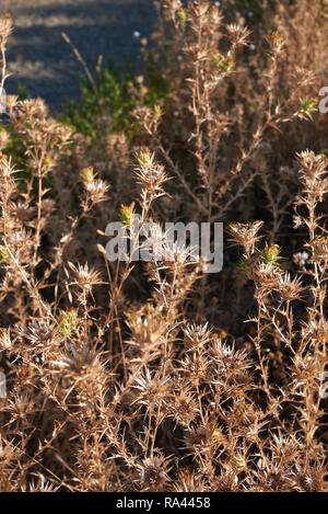 Carthamus lanatus impianti a secco Foto Stock