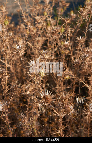 Carthamus lanatus impianti a secco Foto Stock