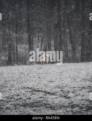 Cane nella neve Foto Stock