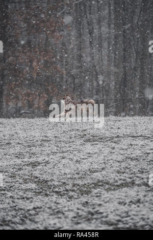 Cane nella neve Foto Stock
