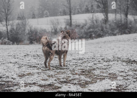 Cane nella neve Foto Stock