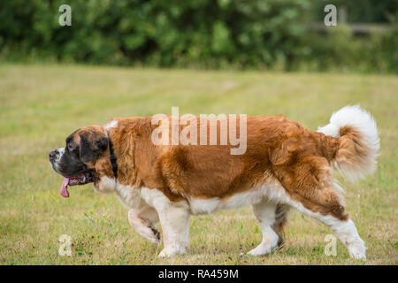 St Bernard Dog Foto Stock