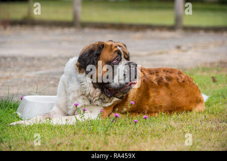 St Bernard Dog Foto Stock