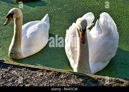 Due cigni bianchi galleggiare su un piccolo lago Foto Stock