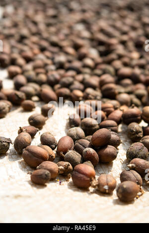 Chicchi di caffè freschi raccolti dalla piantagione di essiccazione al sole. Foto Stock