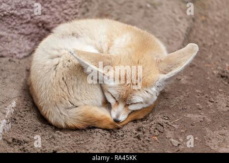 La volpe del deserto o fennec volpe (Vulpes vulpes zerda) dorme rannicchiato sul terreno, zoo, Ueckermünde, Szczecin Lagoon Foto Stock