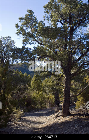 Percorsi che attraversano il Monte Charleston Wilderness Area nel Sud Nevada, vicino a Las Vegas. Foto Stock