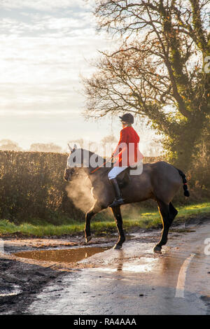 . Il Cheshire fox hunt sul loro annuale della vigilia di Natale si incontrano nel villaggio di Bunbury ora confinata ad un profumo e trascinare la caccia con hounds Foto Stock