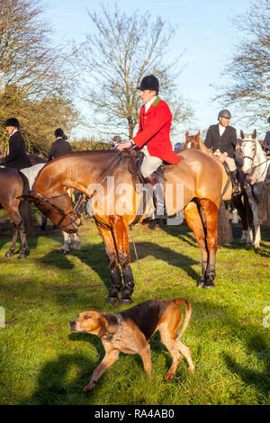 . Il Cheshire fox hunt sul loro annuale della vigilia di Natale si incontrano nel villaggio di Bunbury ora confinata ad un profumo e trascinare la caccia con hounds Foto Stock