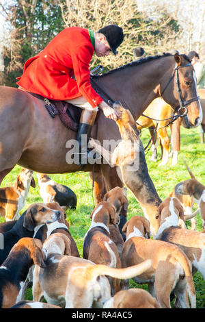 . Il Cheshire fox hunt sul loro annuale della vigilia di Natale si incontrano nel villaggio di Bunbury ora confinata ad un profumo e trascinare la caccia con hounds Foto Stock