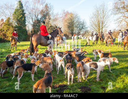 . Il Cheshire fox hunt sul loro annuale della vigilia di Natale si incontrano nel villaggio di Bunbury ora confinata ad un profumo e trascinare la caccia con hounds Foto Stock