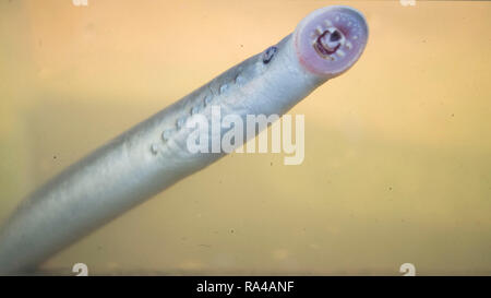 Lampreda di fiume , Lampetra fluviatilis, adulti di aspirare a una roccia, Yorkshire Ouse, Novembre Foto Stock