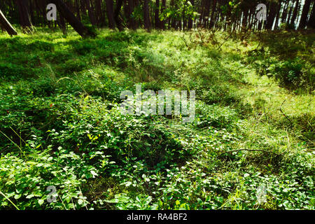 Forest sottobosco. Il verde delle foglie di mirtillo selvatico Vaccinium myrtillus piante che crescono nella foresta. Pomerania, Polonia. Foto Stock