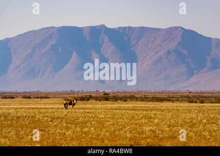 Oryx su una pianura in Namibia deserto di montagna Foto Stock