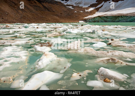 Ghiacciaio di Cavell ed il suo stagno con iceberg galleggianti, il Monte Edith Cavell, Jasper National Park, montagne rocciose, Alberta, Canada Foto Stock